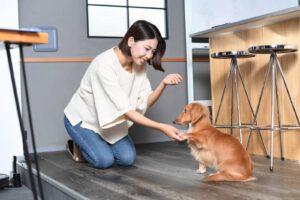 犬のしつけインストラクター