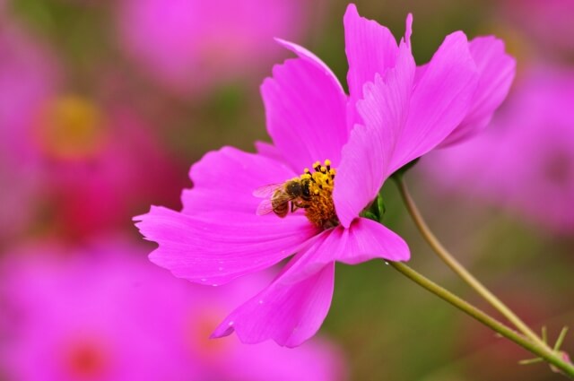 蜂蜜養蜂士資格