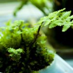 img_kokedama_main-150x150.jpg