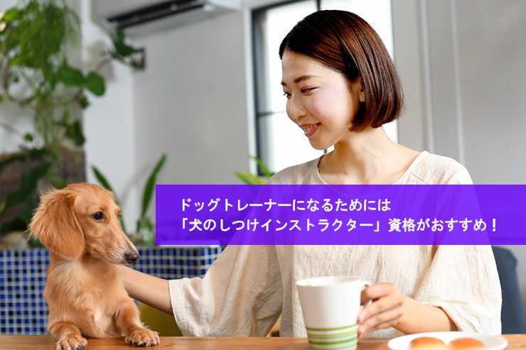 ドッグトレーナーになるためには犬のしつけインストラクター資格がおすすめ！