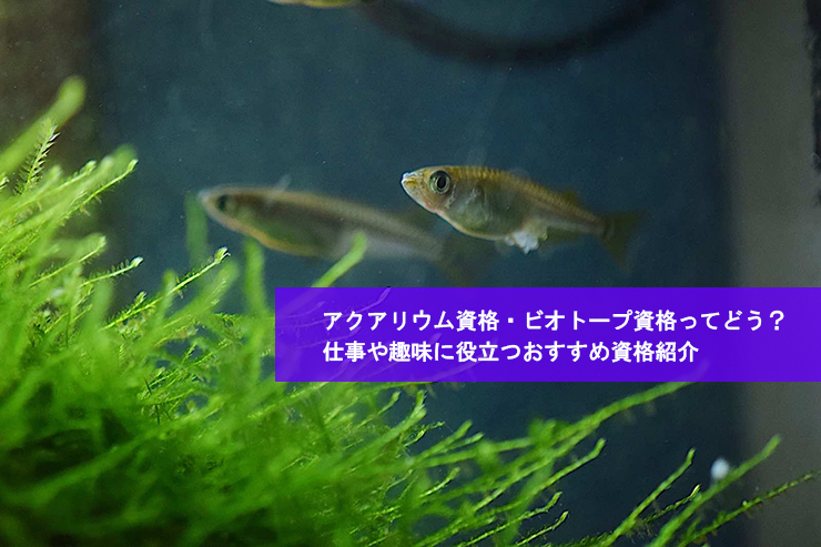 アクアリウム資格・ビオトープ資格ってどう？仕事や趣味に役立つおすすめ資格紹介