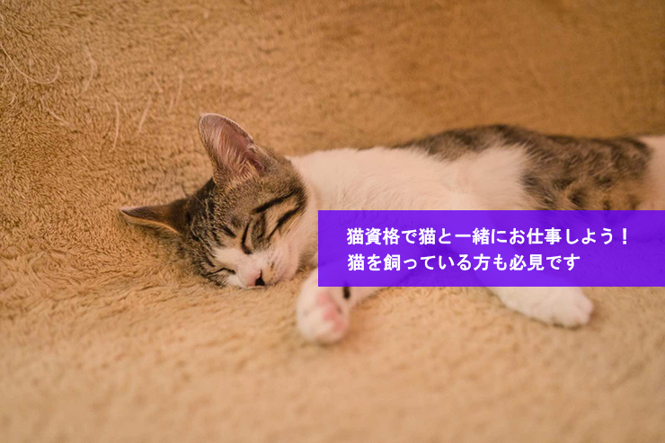 猫資格で猫と一緒にお仕事しよう！猫を飼っている方も必見です