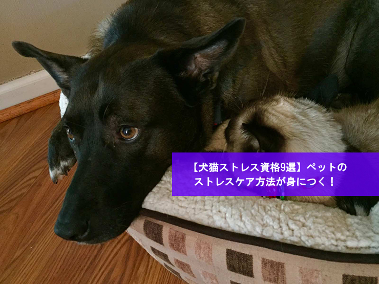 【犬猫ストレス資格9選】ペットのストレスケア方法が身につく！