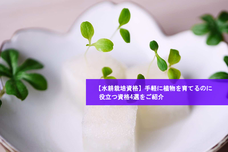 【水耕栽培資格】手軽に植物を育てるのに役立つ資格4選をご紹介