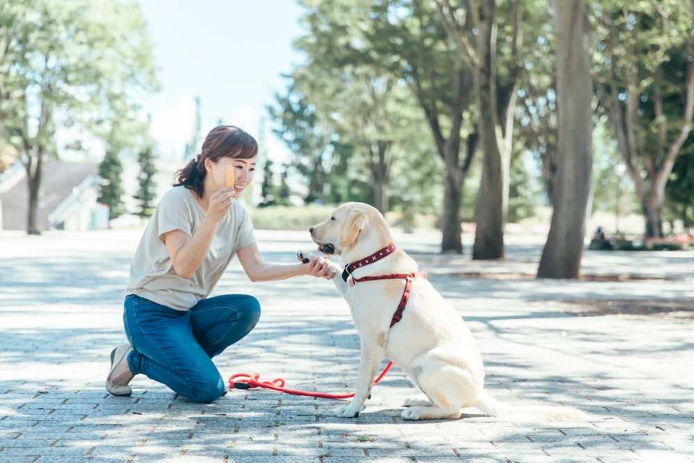 ドッグトレーナーの給料はいくら？目安や地域ごとの違いを徹底解説