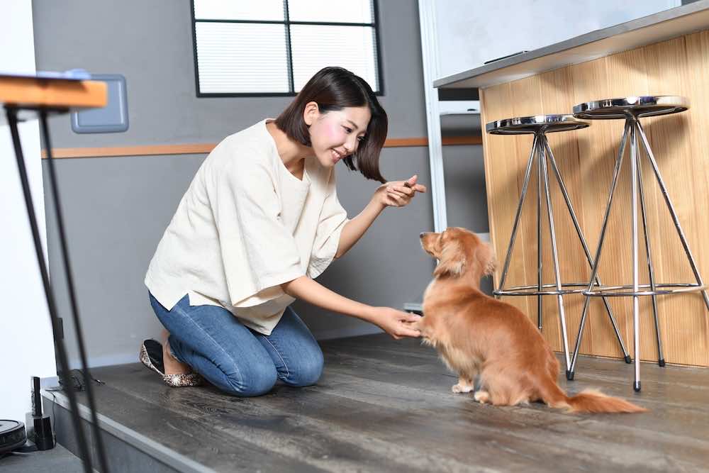 犬に信頼される主従関係の築き方とは？日常生活で信頼を育む方法などを紹介