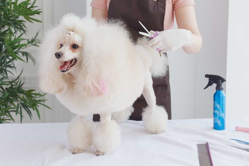 トリミングが必要な犬種は？目的や特徴・頻度を徹底解説