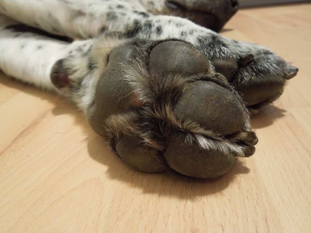 犬の足裏をカットするには？方法や手順・注意点を解説