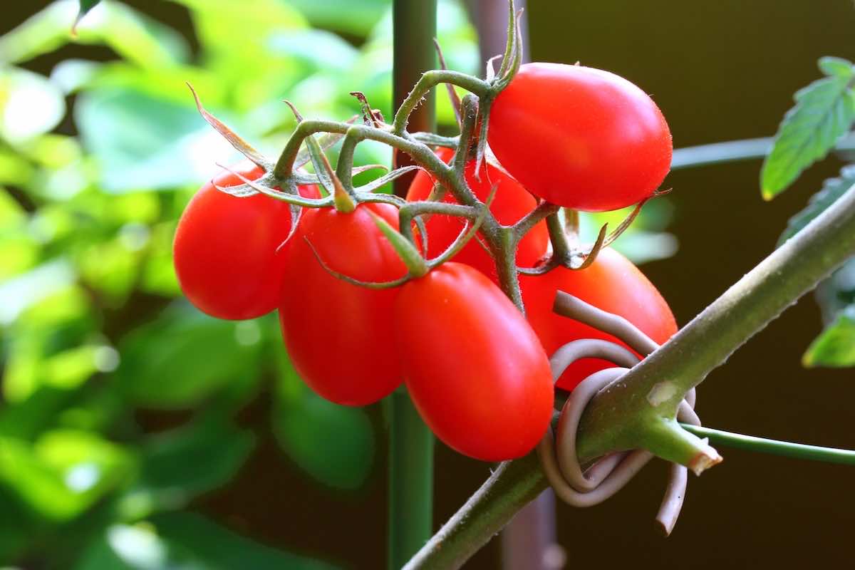ベランダでトマトを育てるには？水やりの頻度や虫除けまで解説