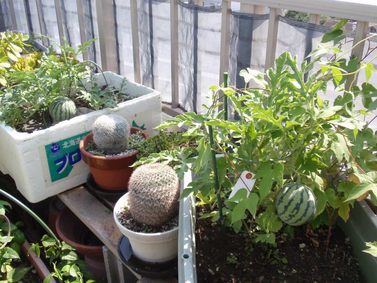 ベランダで育てられる果物とは？簡単に栽培できる果物も紹介！