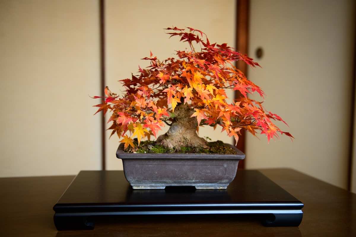 盆栽の歴史とは？盆栽の発祥と日本文化の発展