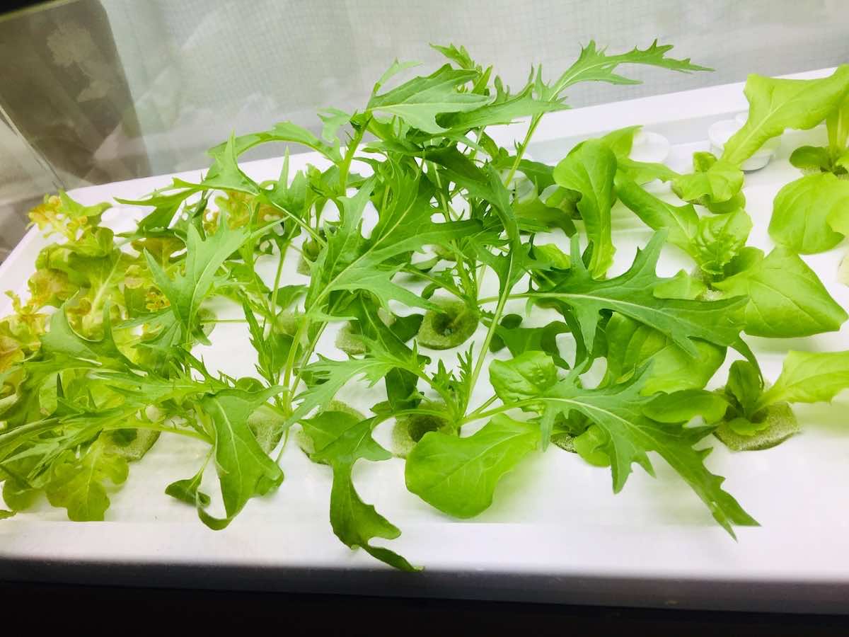 水耕栽培でおすすめの肥料は？タイミングや頻度も解説！