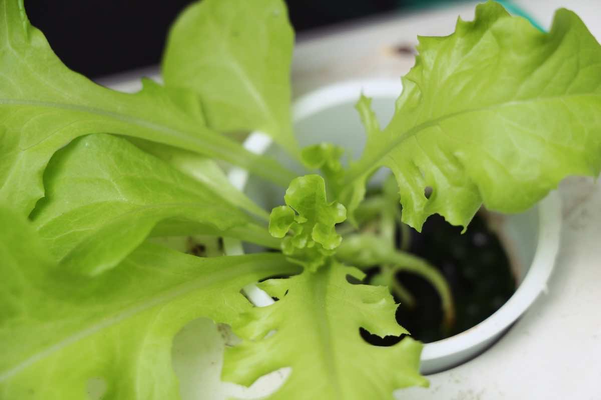 水耕栽培で重要なECやPHって？野菜ごとの最適な値とは