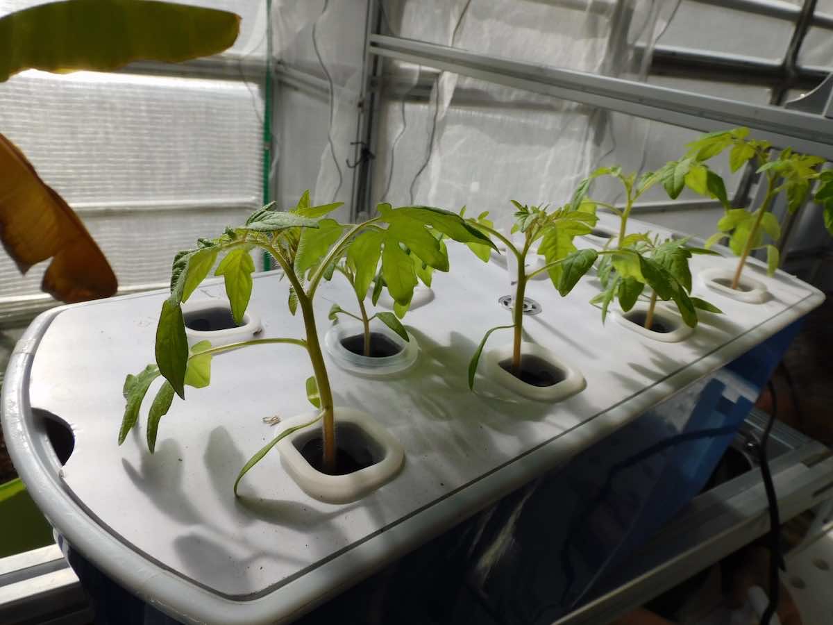 水耕栽培とは？特徴やメリット・デメリット、おすすめの野菜を解説！