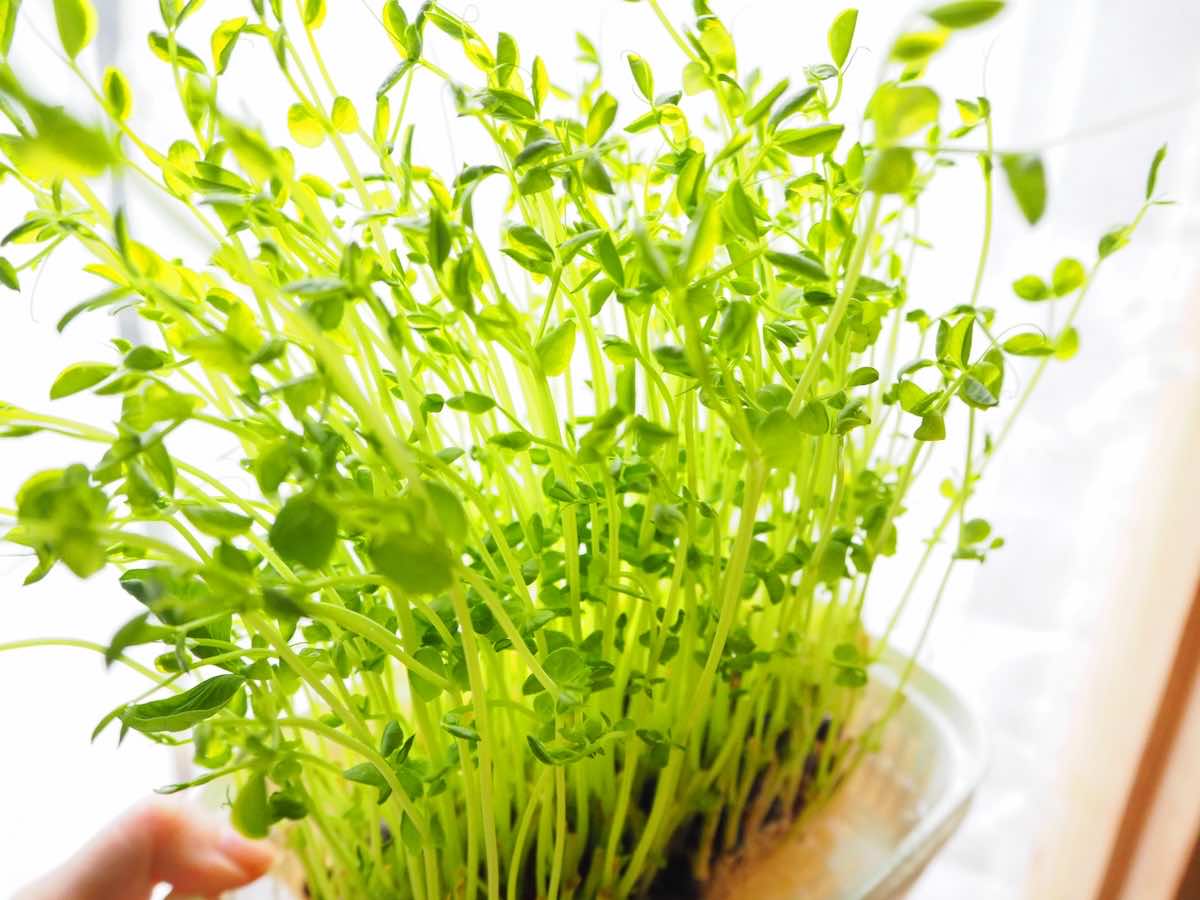 水耕栽培の植え替えとは？適切なタイミングと手順を解説！
